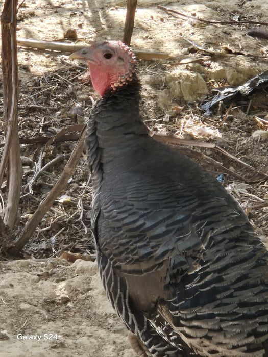 Курка сотилади. 1+4. У'зимники