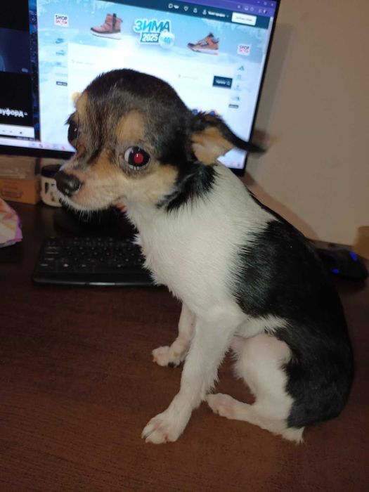 кученца кръстоска мини пинчер/чихуахуа