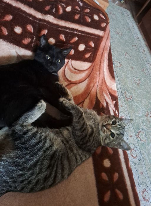 Отдам котят в добрые руки