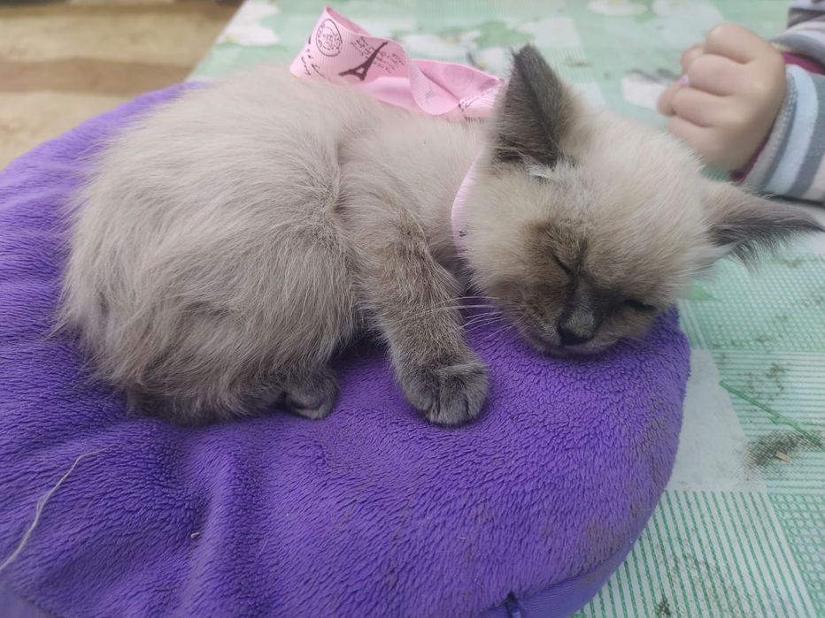 Котёнок девочка в добрые руки.