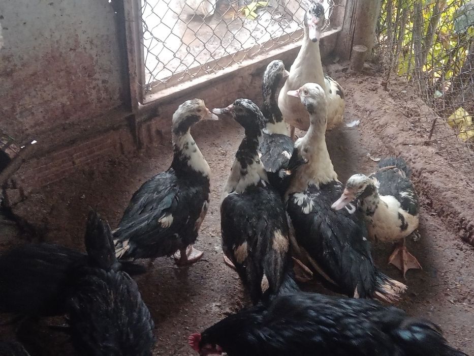 Неми(мускусни)патици на 6,5месеца