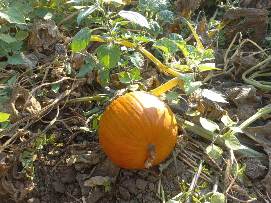 Vând dovleci Hallowen