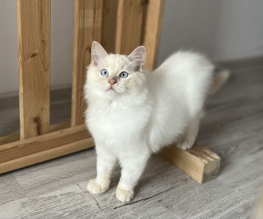 Băiețel Ragdoll Cream Point