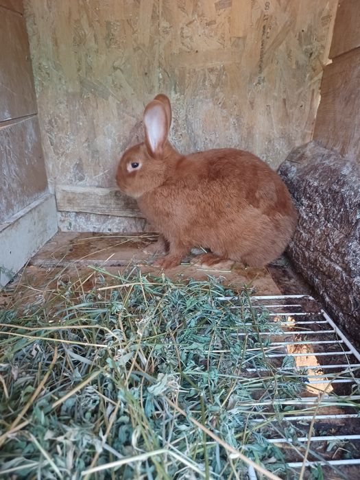 Vand iepuri,detin mai multe rase!