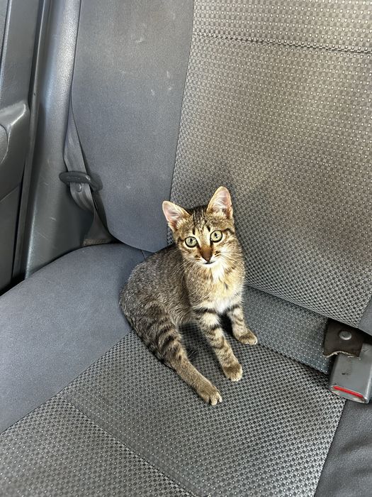 Котята отдам в хорошие руки