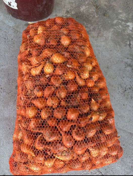 Vand arbagic calibrul mare !