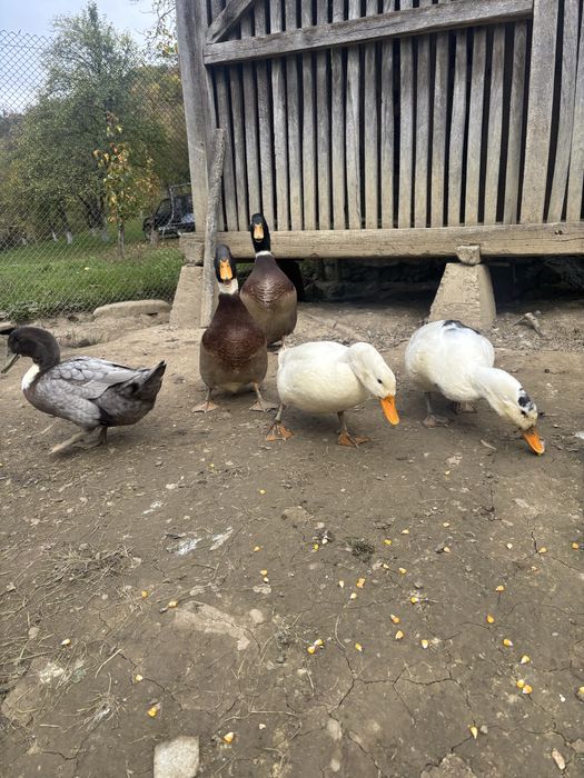 Rate si ratoi de vanzare