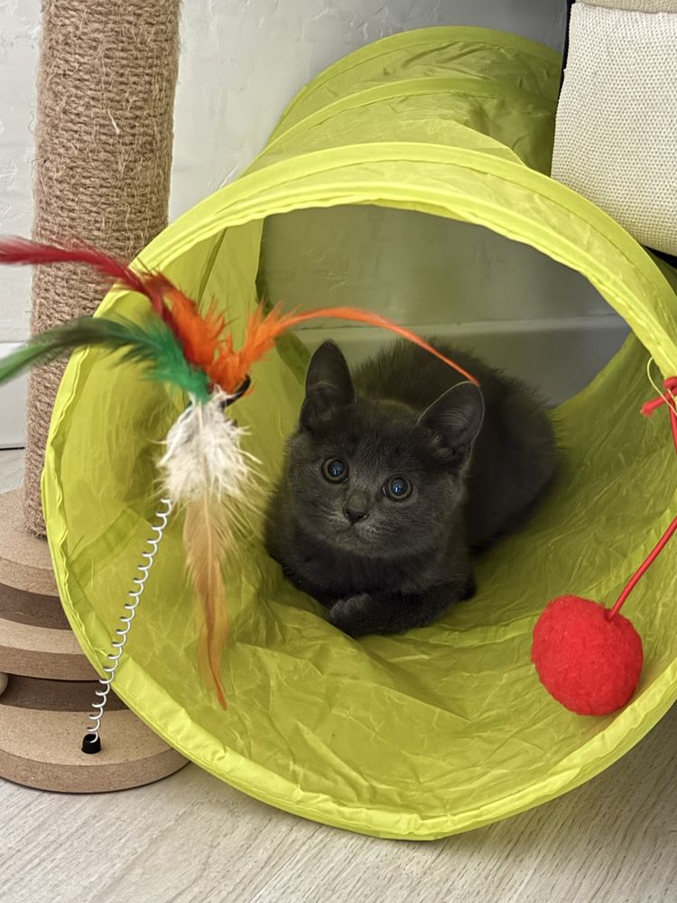 Котенок девочка, 2 месяцев