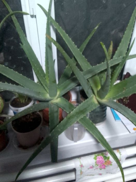 Aloe vera sotiladi kattagina