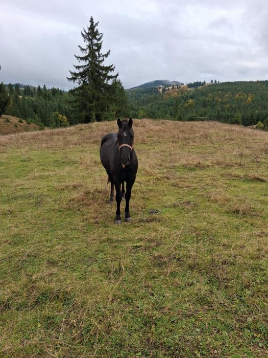 Mânz de vânzare de un an și 6 luni