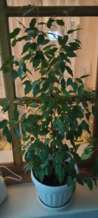 Комнатные цветы в офис