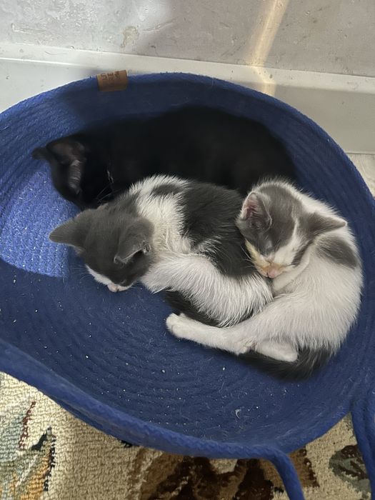 Котёнки 2месяц.