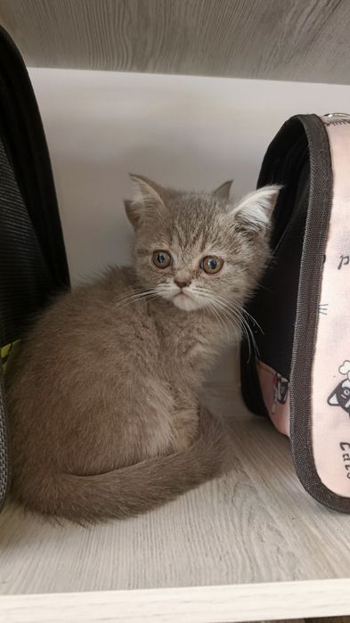 Продается шотландский котята