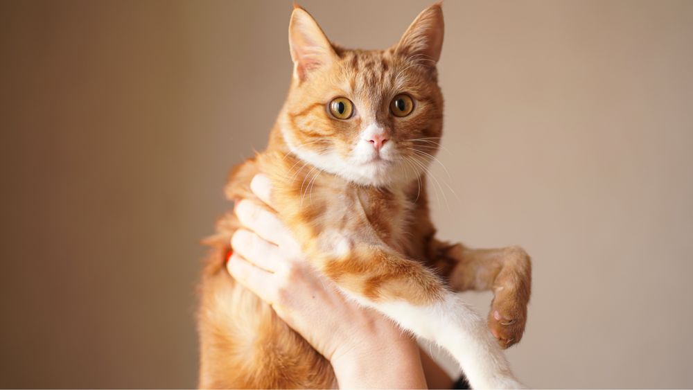 Mushukcha Rizjik uy izlayapti — Toshkent