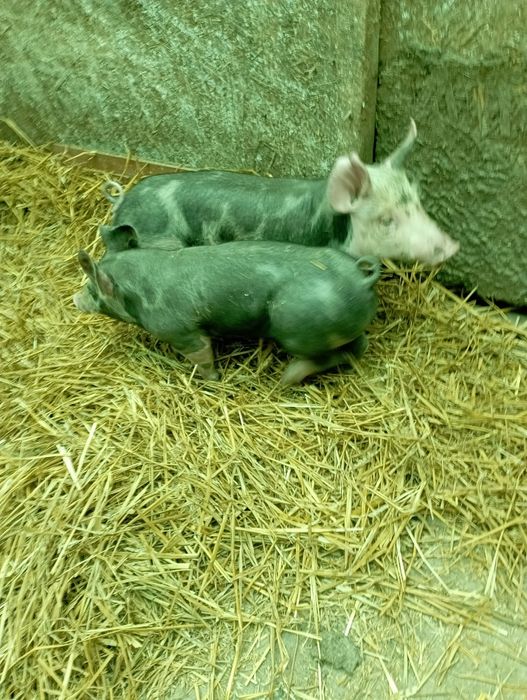 Vând epurii de rasaa