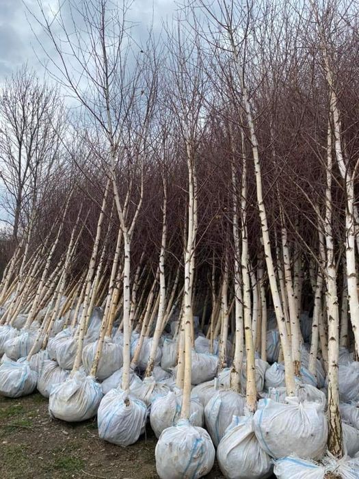 Mesteacăn coaja alba 2m-5m, tei, platan calitate premium, super oferta