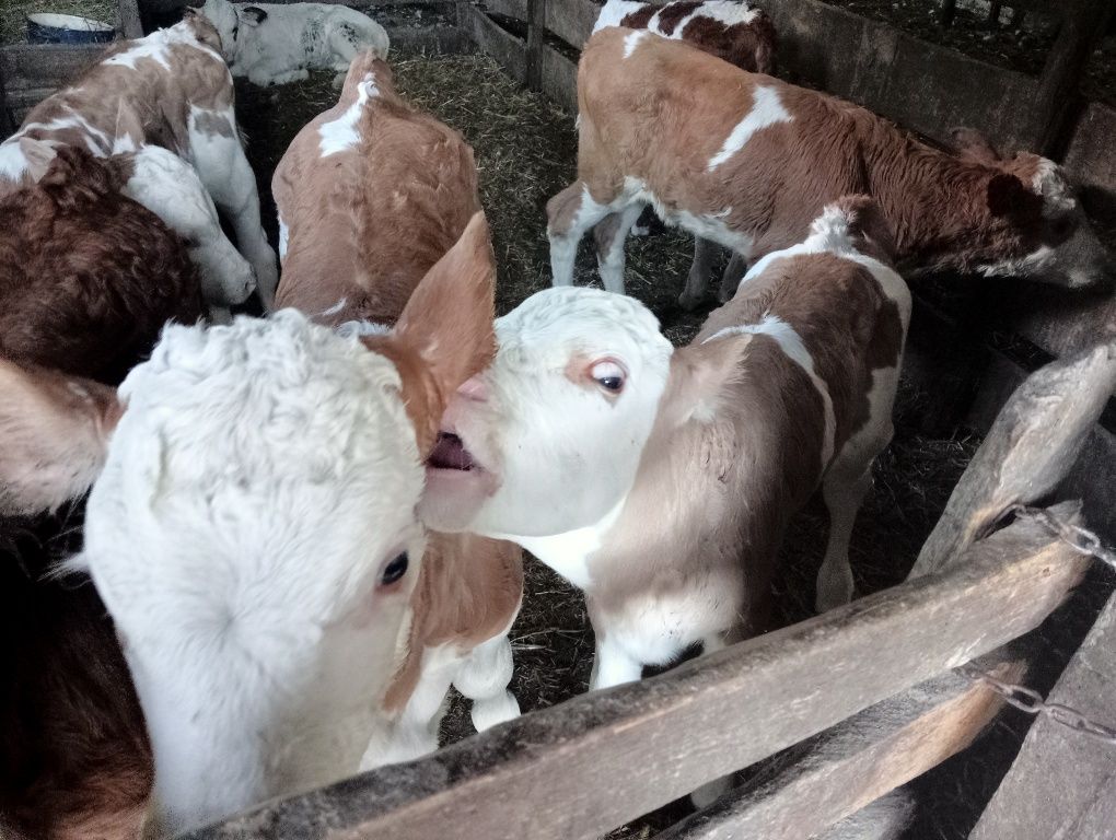 Vând viței și vitele