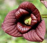 Asimina triloba, Асимина, Пау-пау, Индиански банан