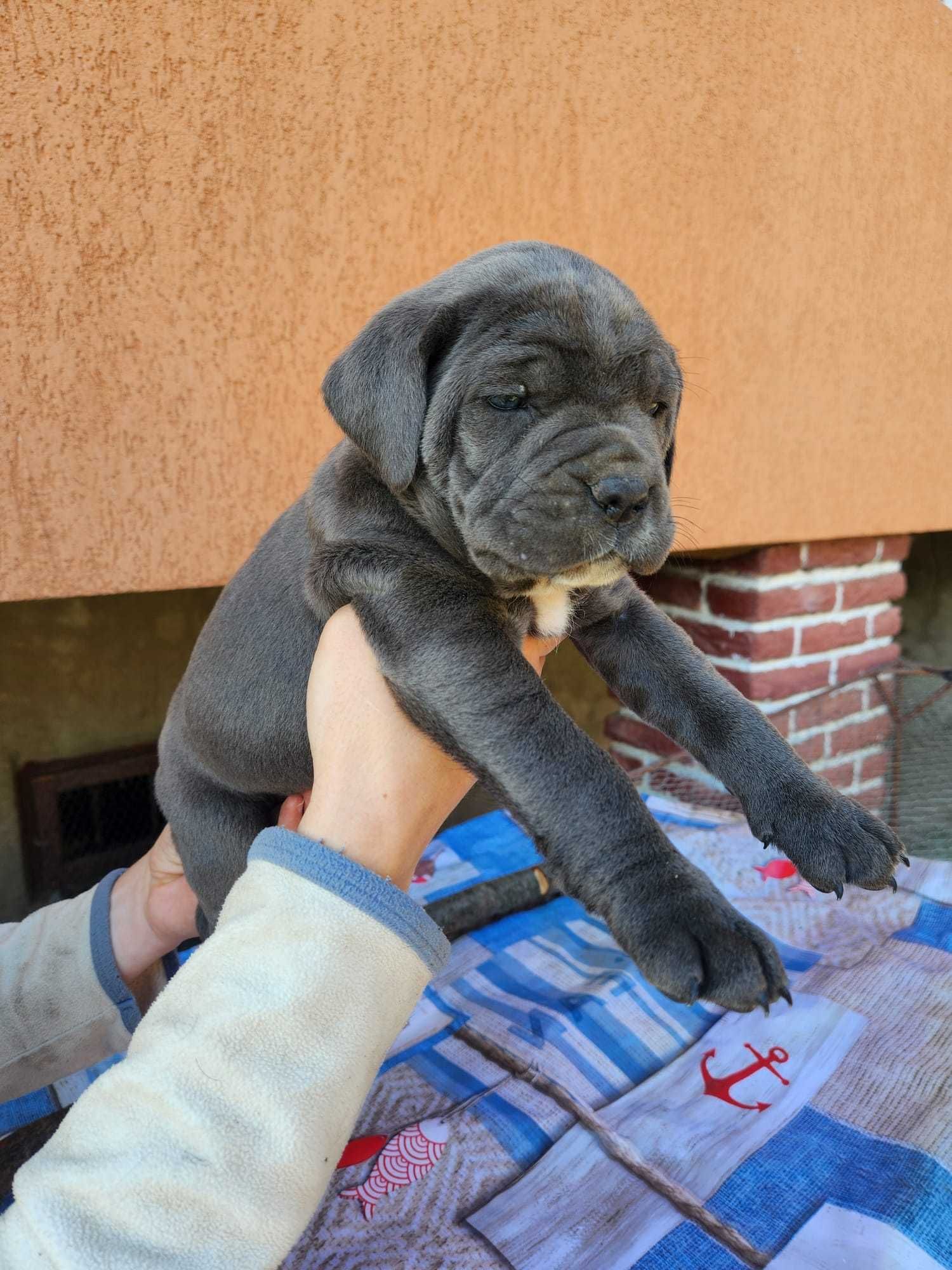 Cane Corso D.O.B 14.03.2024