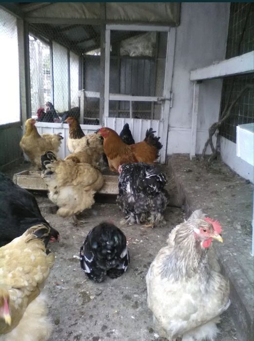 Gaini de rasa, cocosi albi, gaini de tara, oua