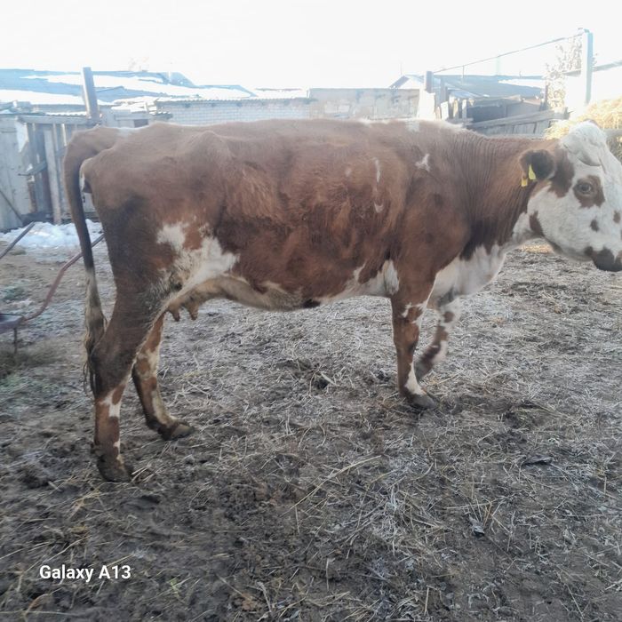 Сиыр сатлады бұзауымен ұрғашы