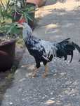 Cocos Italiana argintie 5 luni.
