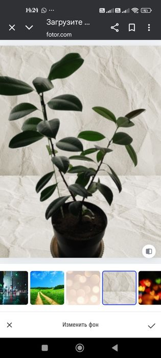 Продам Фикус Милани