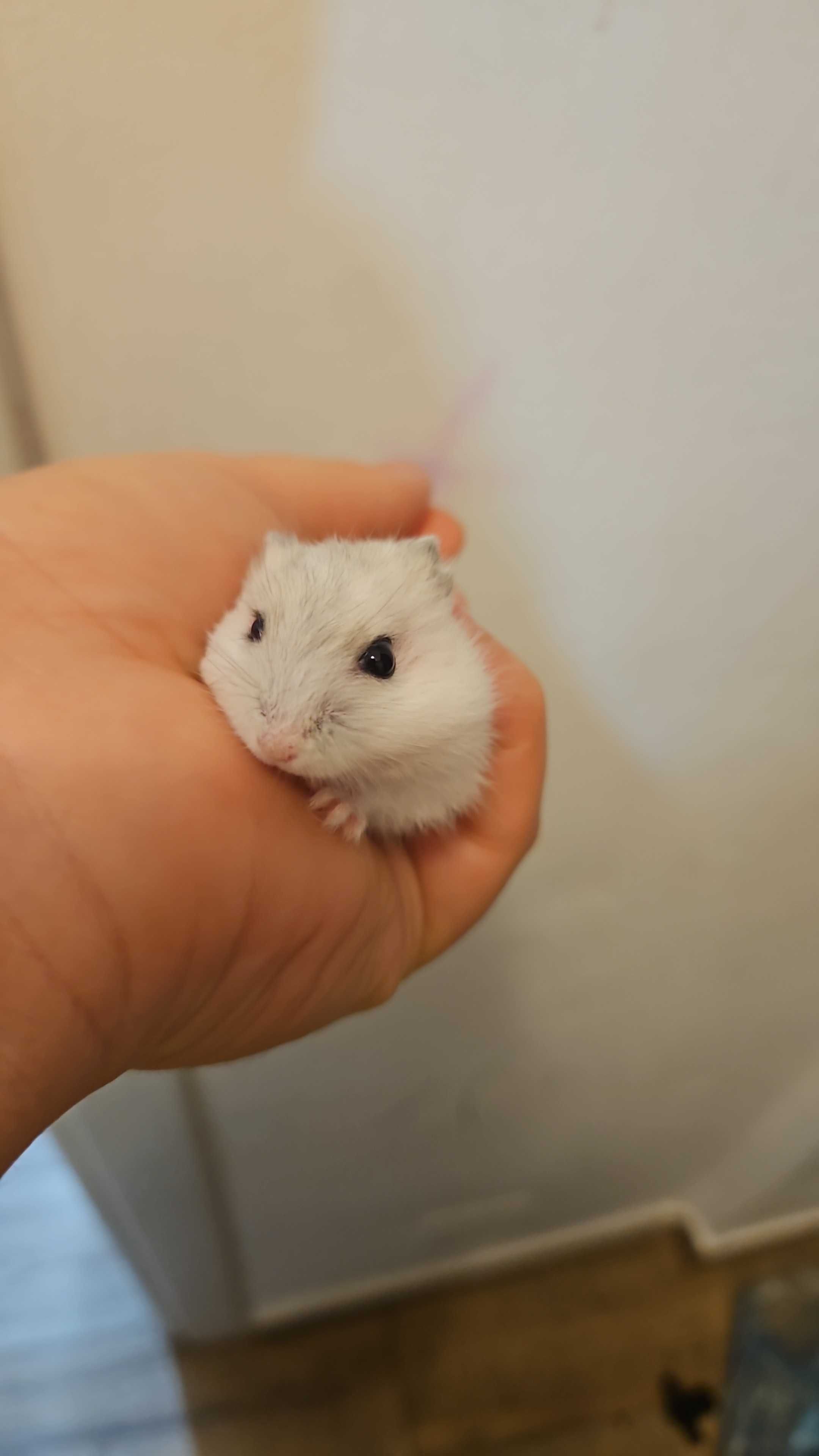 Hamsteri siberieni