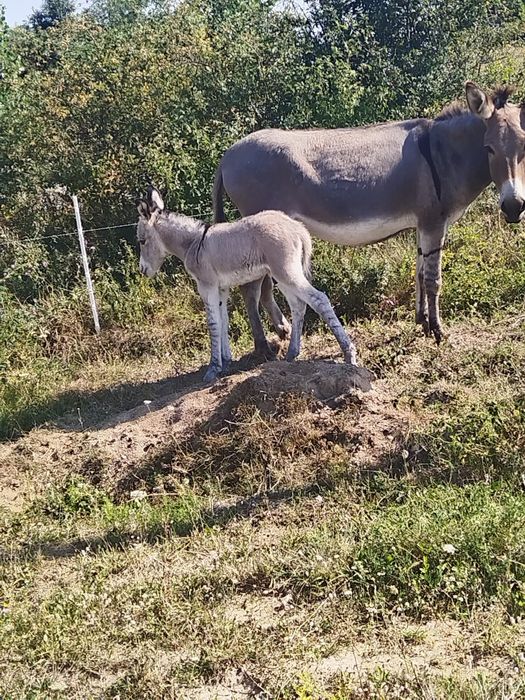 2 măgărițe cu pui
