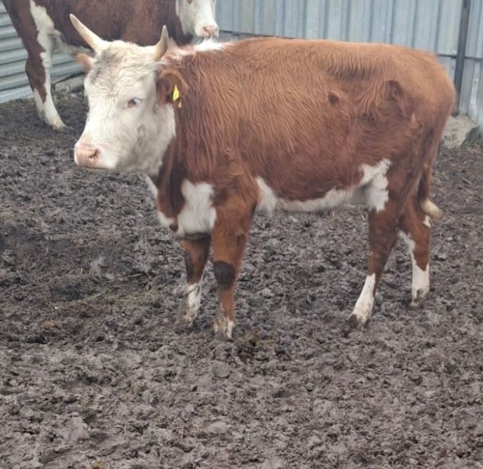 Соғымға семіз қашар сатылады. 430000тг