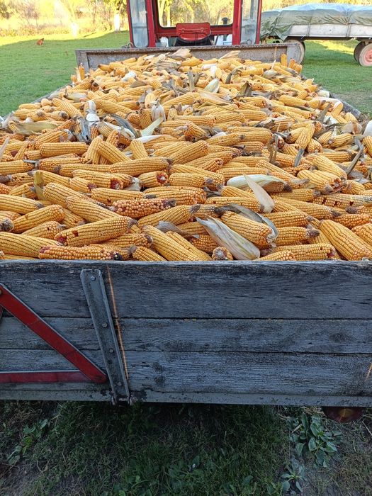 Vând Porumb știulete Pioner