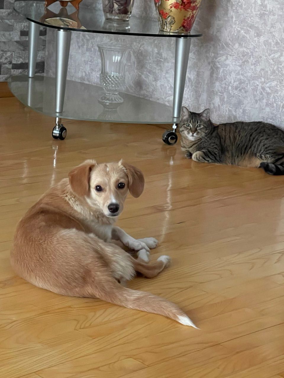 Отдам в добрые хорошие руки