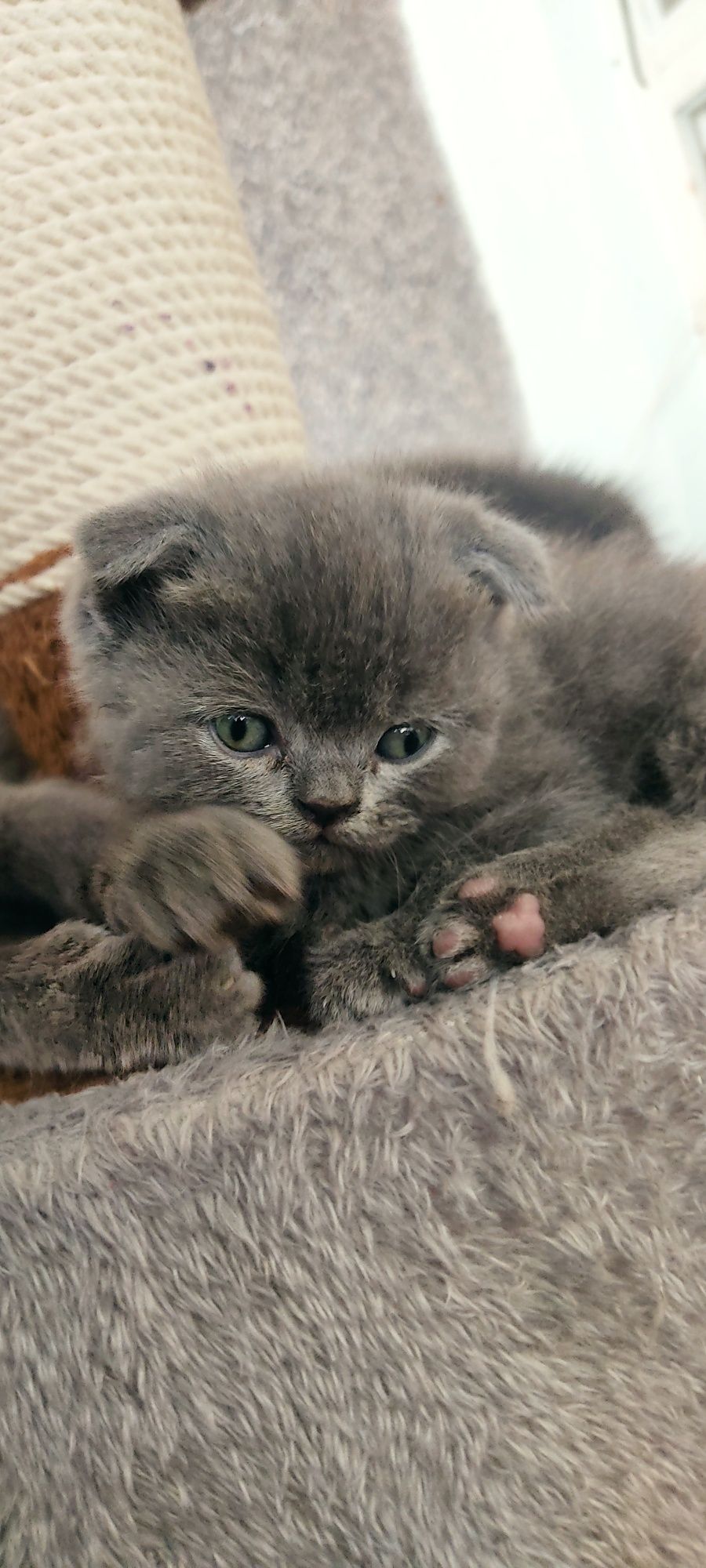 Scottish fold zotli