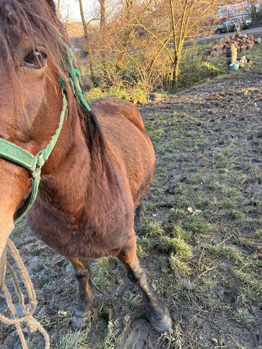 Vand iapa de 7 ani gestanta