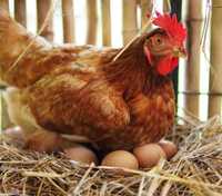 Яйцо домашнее от рыжих курочек