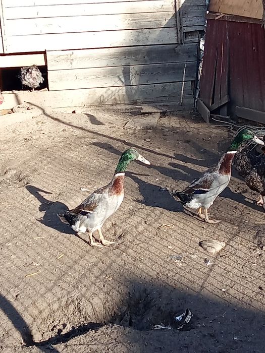 Rațoi.  indiene tinere