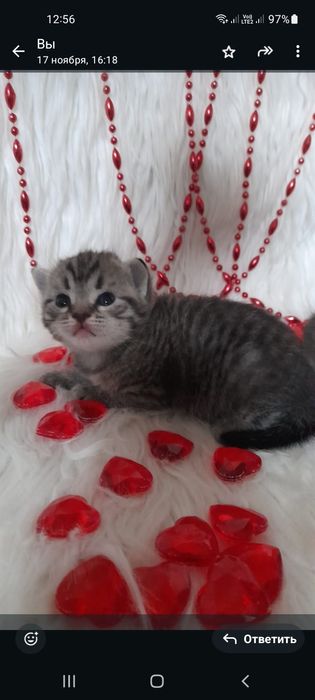 Шотландская вислоухая девочка