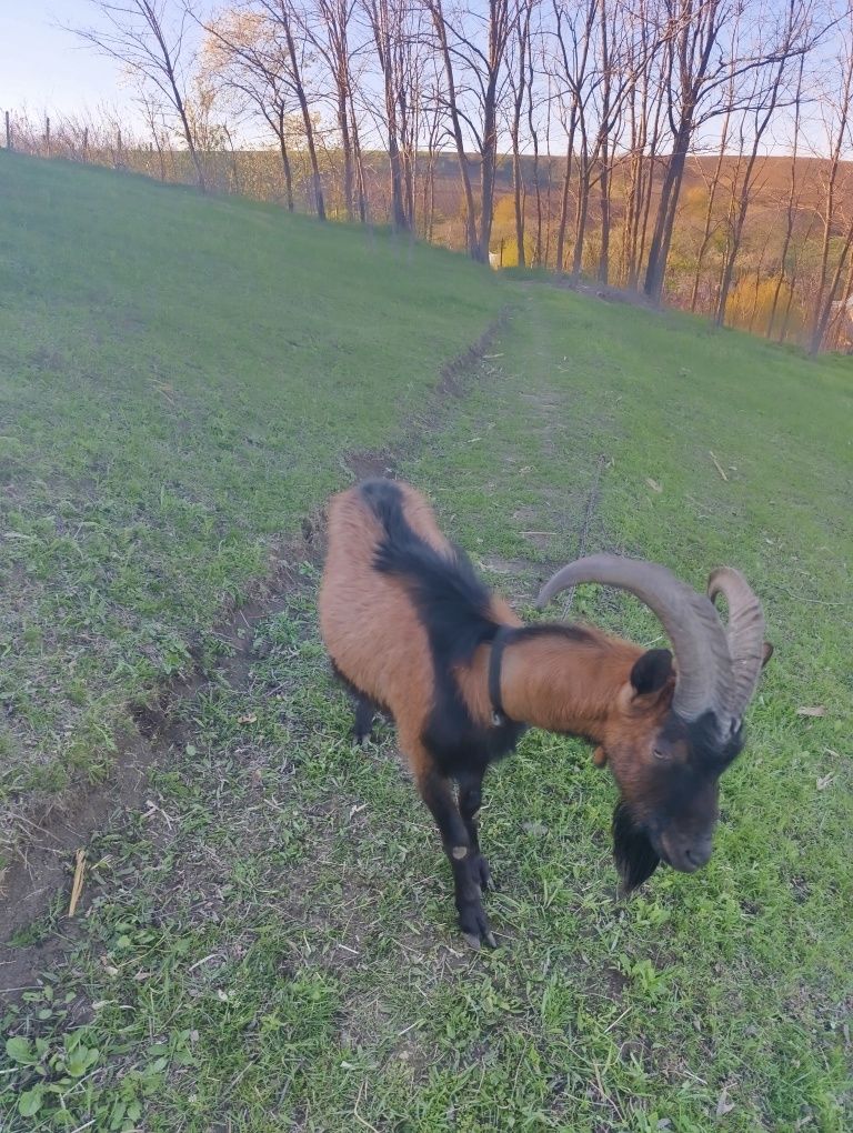 Vând țap alpin francez  tânăr în vârstă de 2 ani