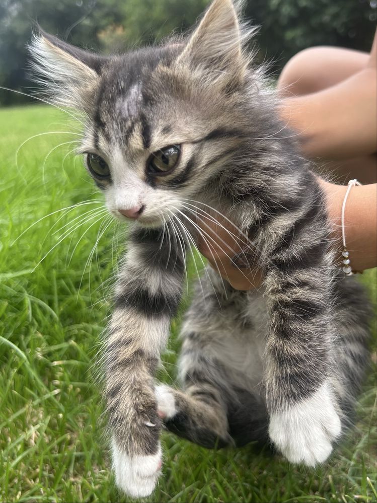 Подарявам котенца