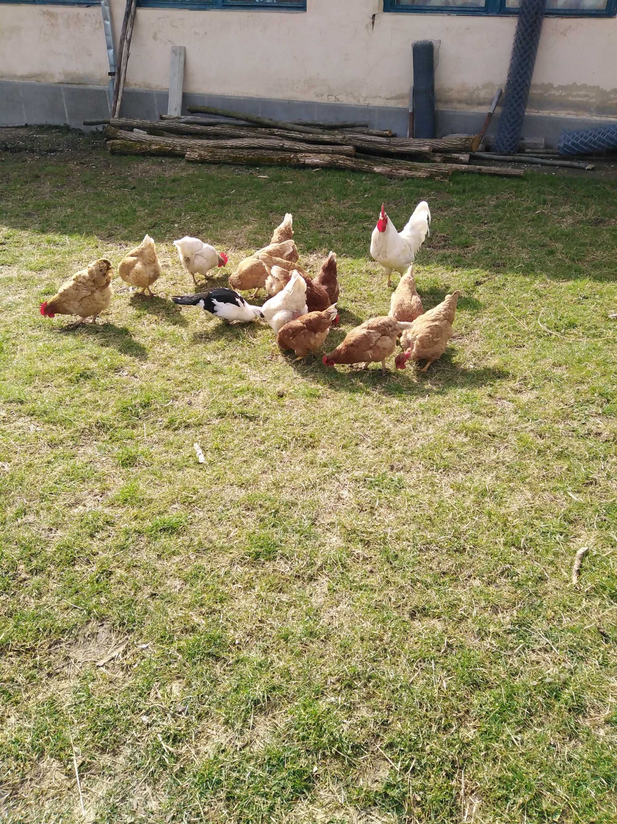 Vând ouă de găini de casă bio