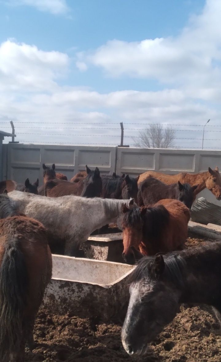 Жылкы сатылады.  Лошади