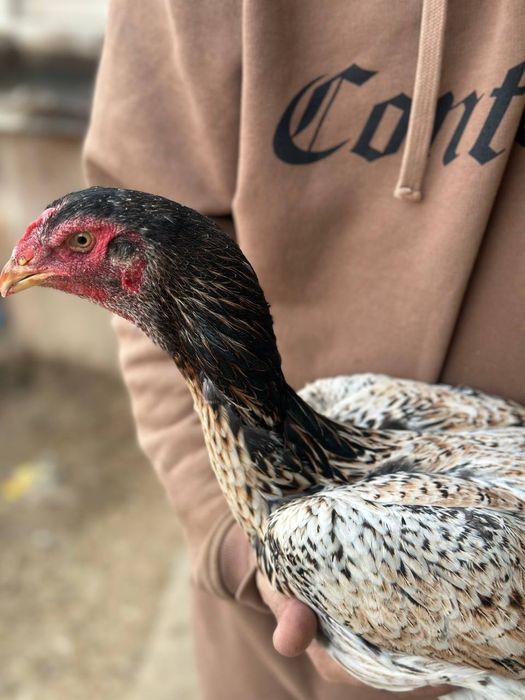 Куланги домашнее сотилади