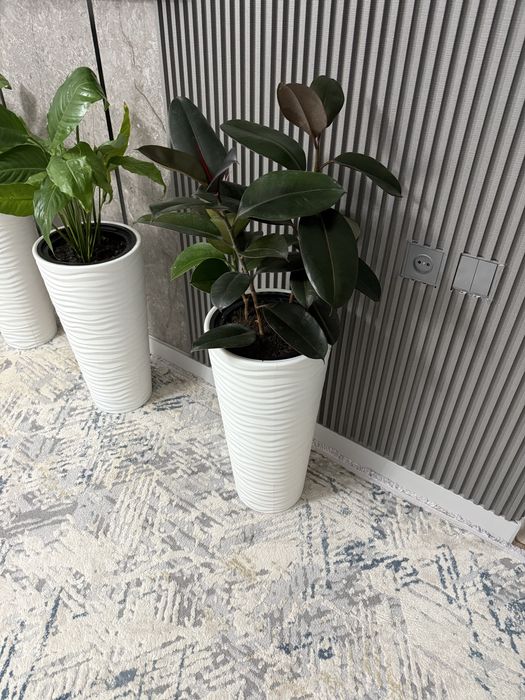 Фикус.      Растение