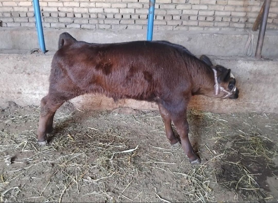 Ena bola sigir sotiladi 2 chi bolasi 10 litir suti bor