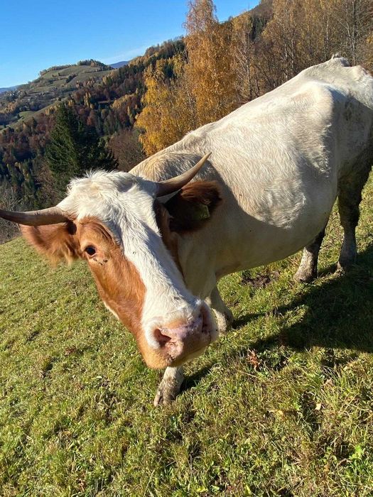 Vaca de vandut!!