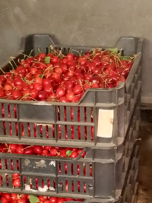 Vand cirese dulci 20lei kg ,