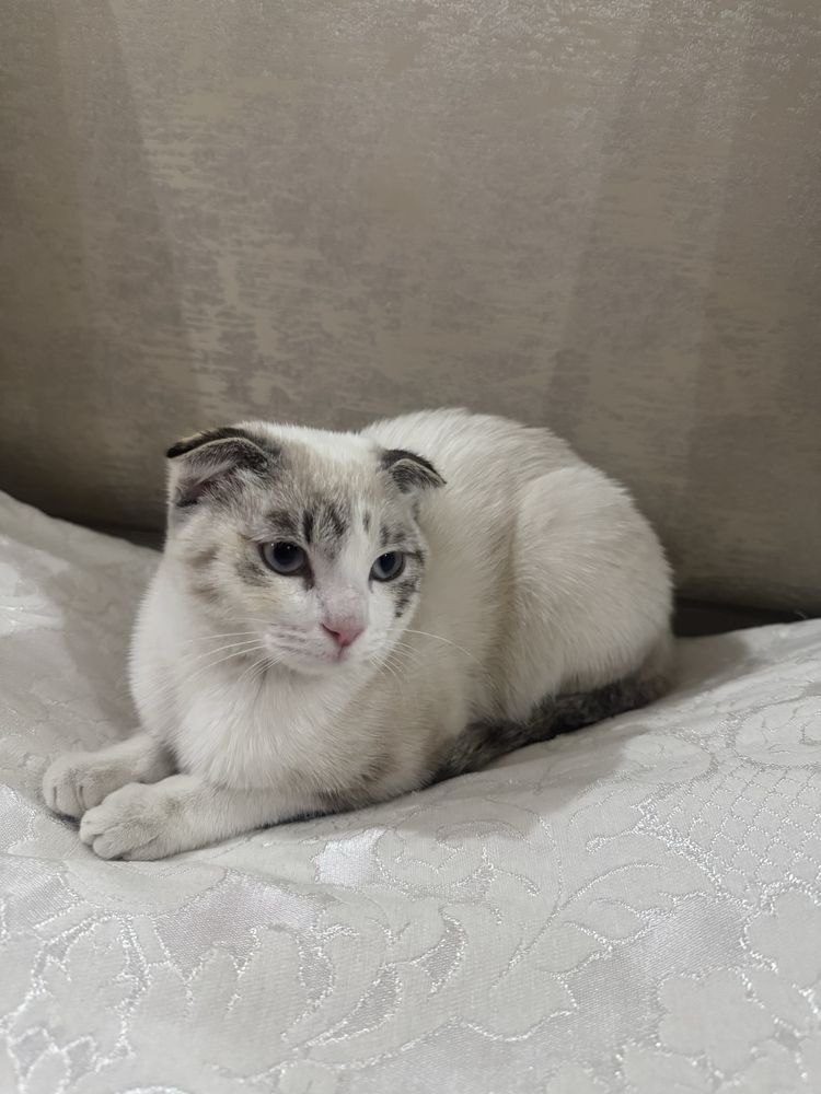Scottish Fold mushugi — Molli (to’liq jihozlari bilan)