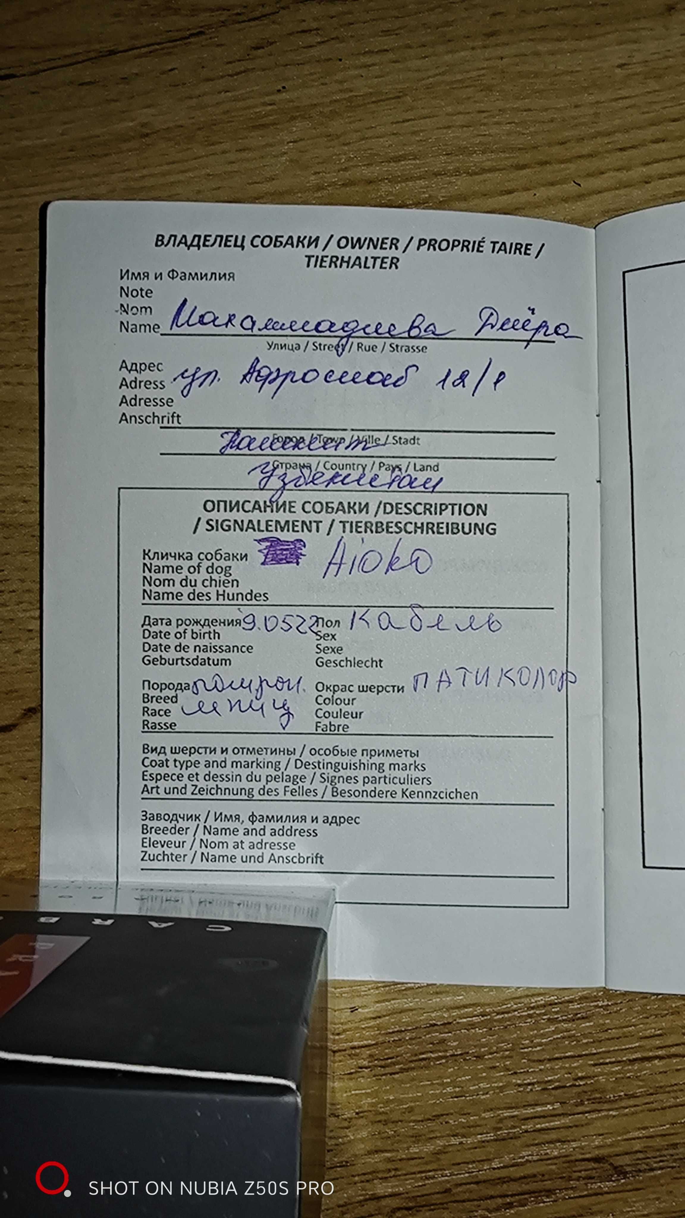 Шпиц померанский