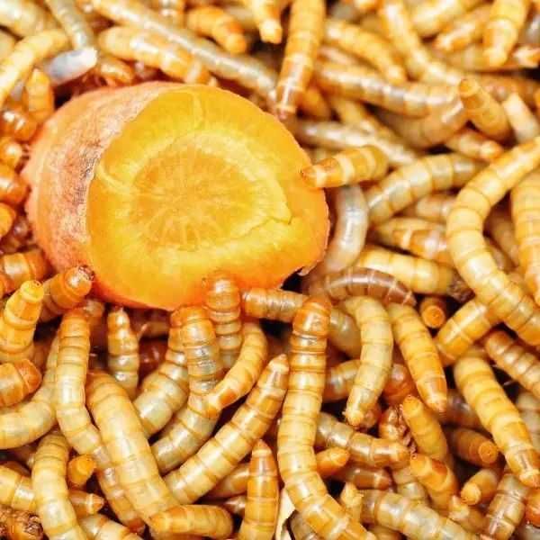 Мучний червь, Kepak qurti Behisob Protein, Oqsil + immunitet