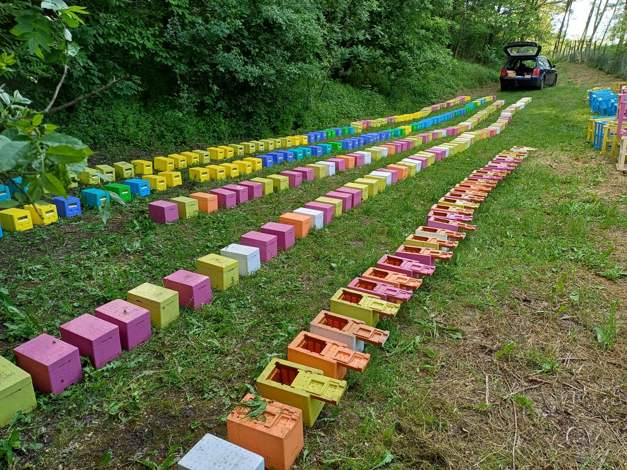 Matci Carnica Selecționate